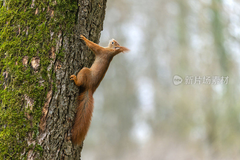 会爬的欧亚红松鼠(学名Sciurus vulgaris)